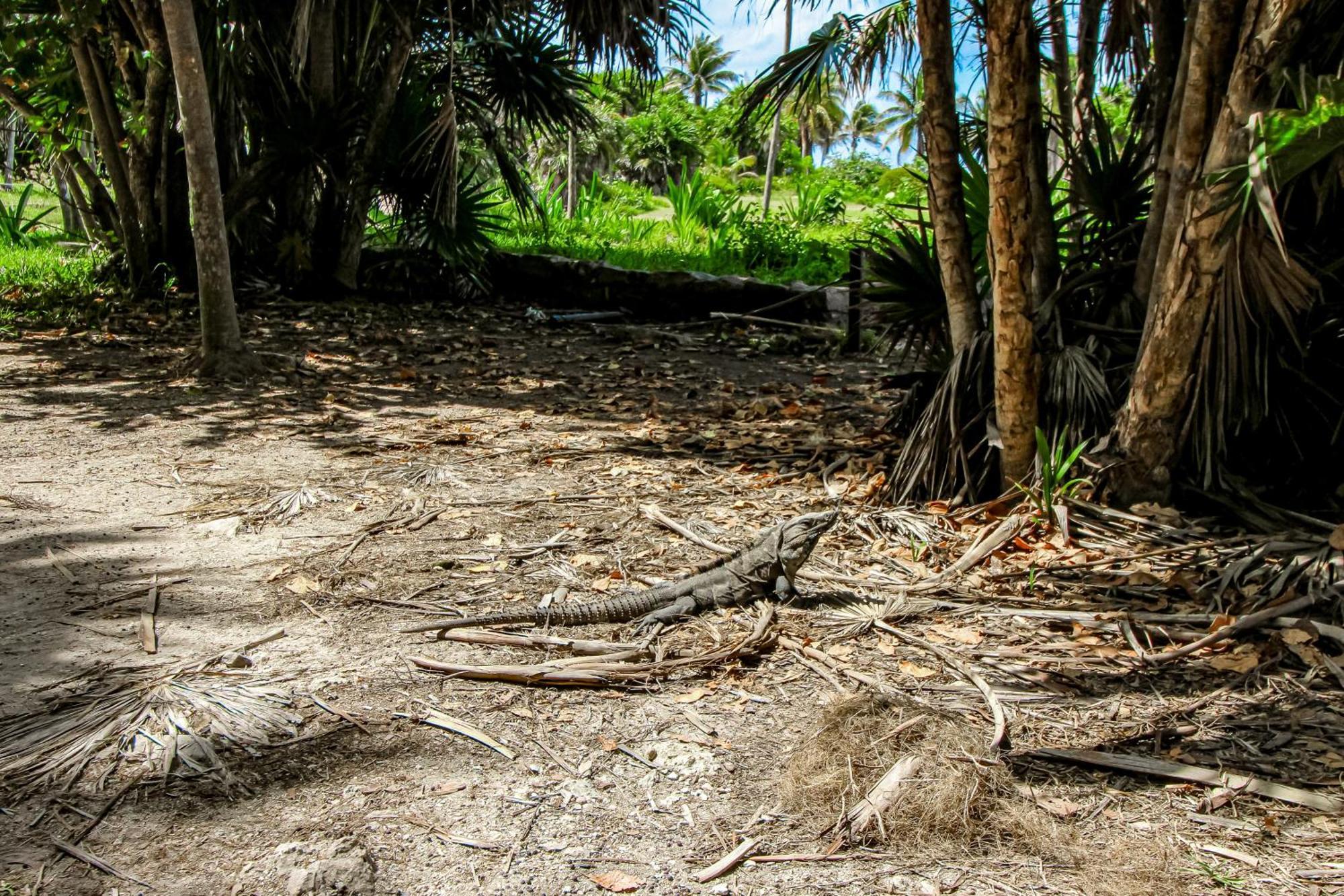 Villa Tankah Mandala Tulum Exteriér fotografie